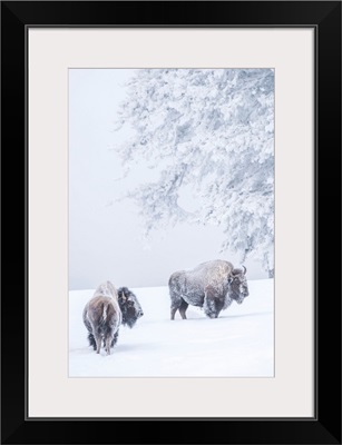 Two Snow-Covered Bison In Winter, Yellowstone National Park