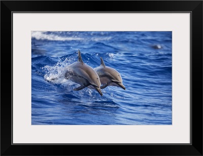Two Spinner Dolphins Off The Island Of Lanai, Lanai, Hawaii