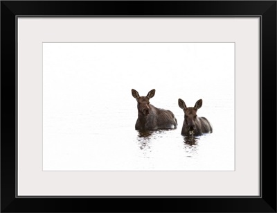 Two Young Moose In A Pond Along The Dempster Highway, Yukon, Canada