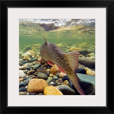 Underwater view of a rainbow trout swimming upstream in Montana Creek, Alaska