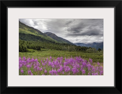 View of fireweed blooms in Turnagain Pass Kenai Peninsula