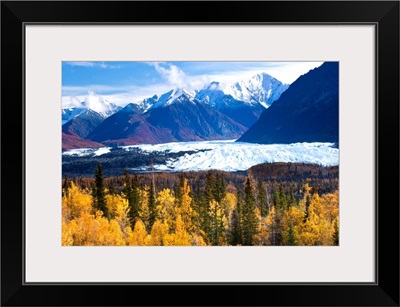 View of Matanuska Glacier with golden autumnal Aspen trees in the foreground