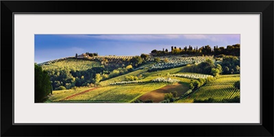Vineyard, near San Gimignano, Tuscany, Italy