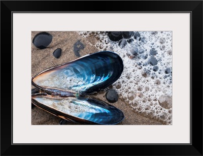 Waves Wash Over A Blue Mussel Shell On The Beach, Cannon Beach, Oregon