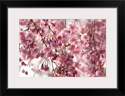 Weeping Higan cherry, Prunus subhirtella, in bloom.; Providence, Rhode Island.