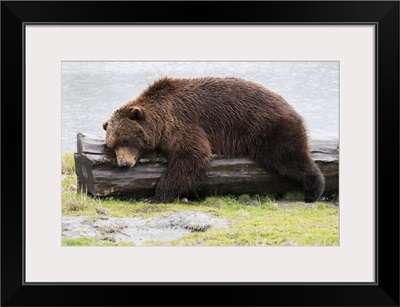Wet Brown Bear Laying On A Log At The Water's Edge, Alaska