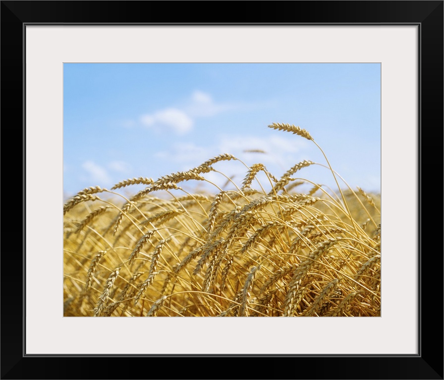 Wheat Field