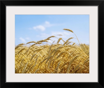 Wheat Field