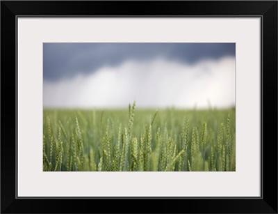Wheat field and oncoming thunderstorm, Caledon, Ontario, Canada
