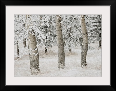 White Aspens In Winter, Calgary, Alberta, Canada