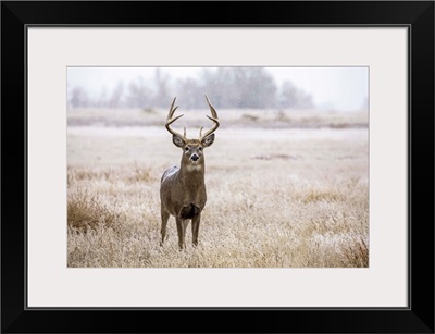 White-Tailed Deer Buck, Emporia, Kansas