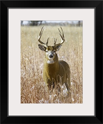 White-Tailed Deer (Odocoileus Virginianus) Stag, Eastern Plains, Colorado