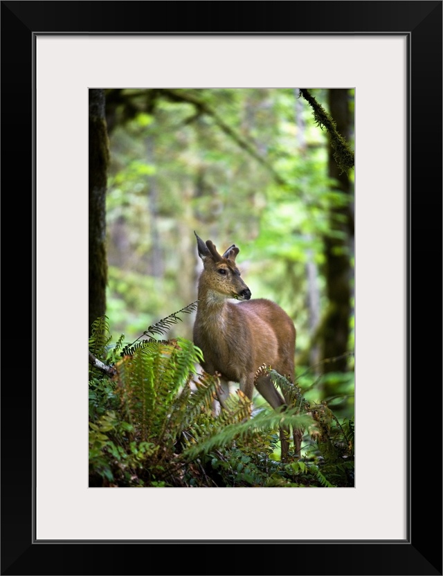 White-Tailed Deer Peering Out Of The Woods