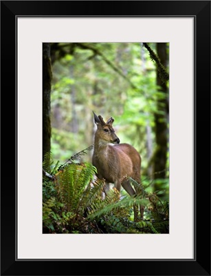 White-Tailed Deer Peering Out Of The Woods