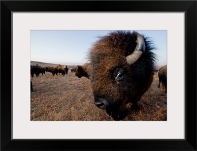 Wild American Bison (Bison Bison) Roam On A Game Preserve Near Canton, Kansas