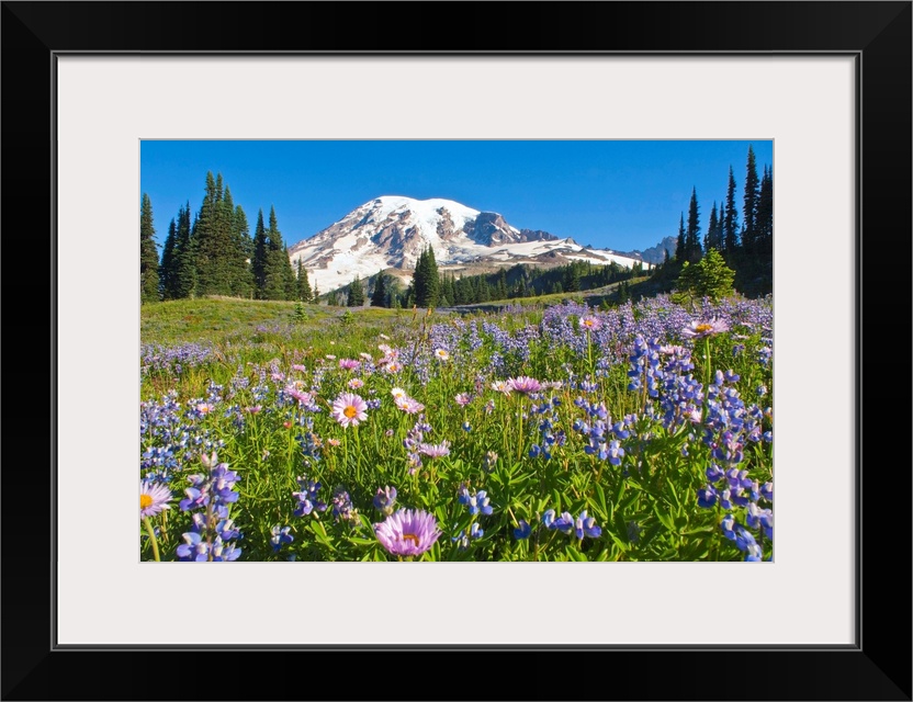 Wildflower Meadow, Mount Rainier National Park, Washington, USA