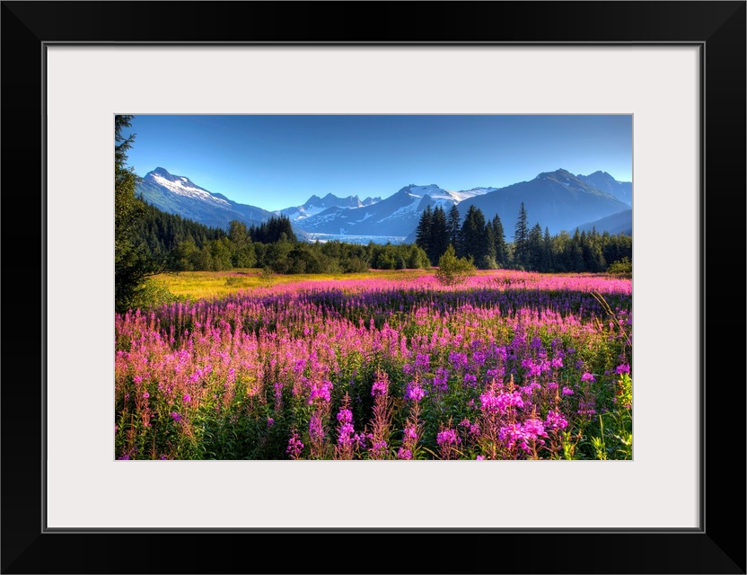 Oversized wall art of a meadow of wildflowers in a valley of evergreen trees with an Alaskan glacier in the background.