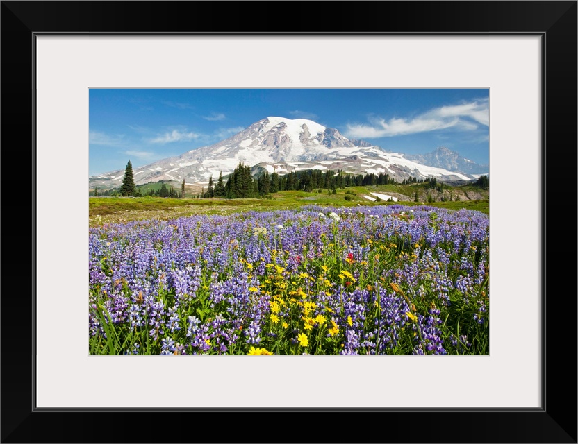 Wildflowers In Paradise Park, Mount Rainier National Park, Washington