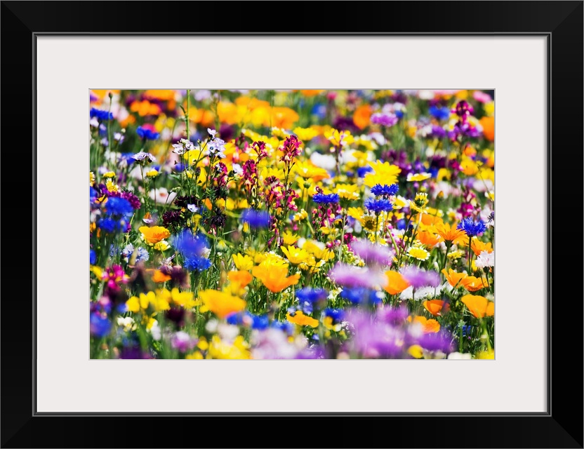 Wildflowers, Mount Hood, Oregon