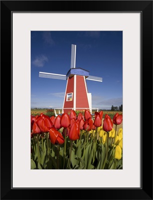 Windmill And Blossoming Tulips At The Wooden Shoe Tulip Farm, Oregon