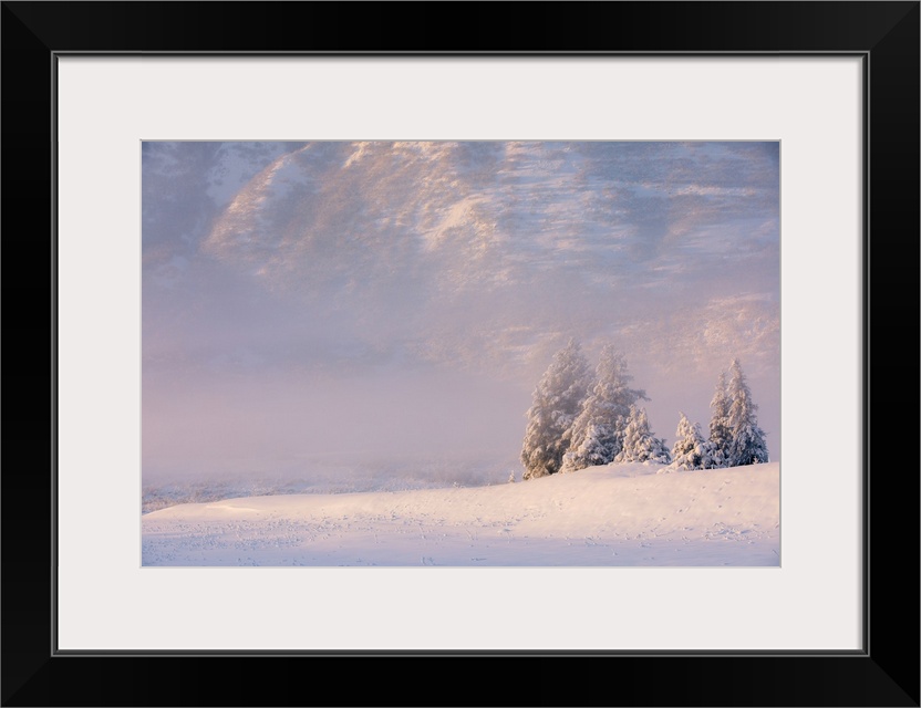 Winter view of a small stand of snow-covered spruce trees in fog, Turnagain Pass, Kenai Peninsula, Southcentral Alaska, USA.