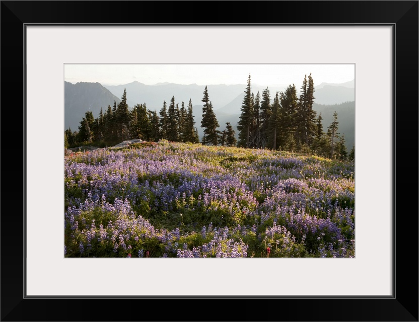 With the Cascade Mountain Range in the background, wildflowers and evergreen trees fill a landscape on Mount Rainier.