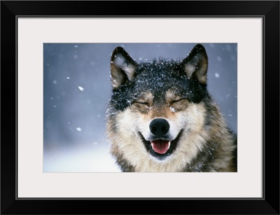 Wolf Portrait in Winter