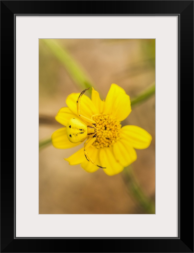 Yellow Crab Spider (Thomisus callidus) on a yellow flower in Cave Creek Canyon in the Chiricahua Mountains near Portal; Ar...