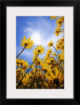 Yellow Flowers (Asteraceae)