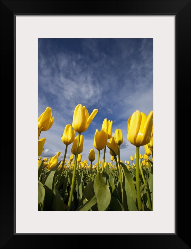 Yellow Tulips In A Field, Woodburn, Oregon