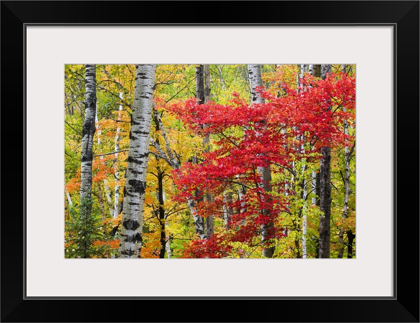 Colorful fall photo of birch trees and other small trees in the forest.