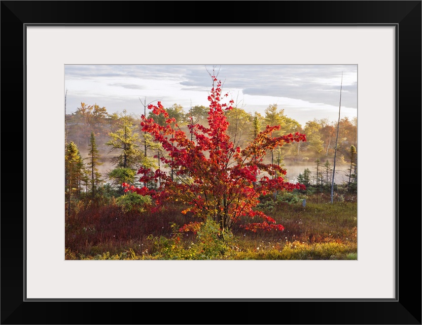 Decorative wall art is a short tree covered in brilliant autumn foliage with other trees in and mist rising off a body of ...