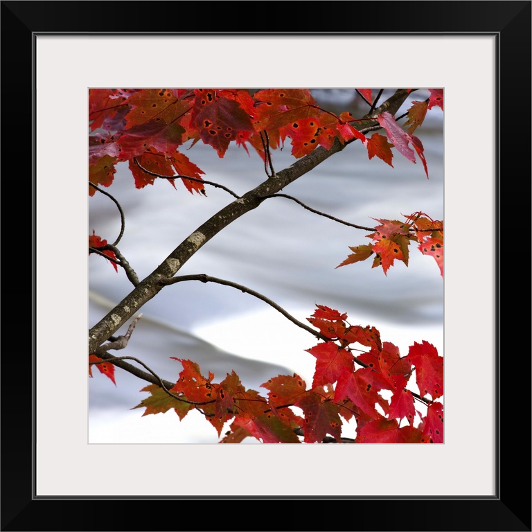 Bright red maple leaves hanging over a rushing river.