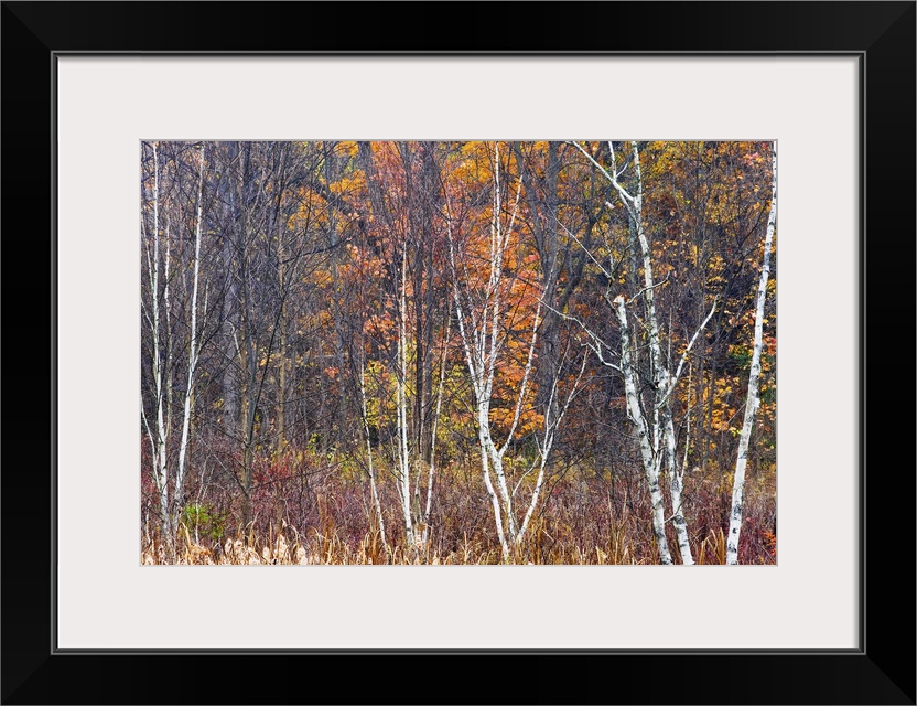 Bare trees during the autumn are photographed in tall grass with fall colors behind them.