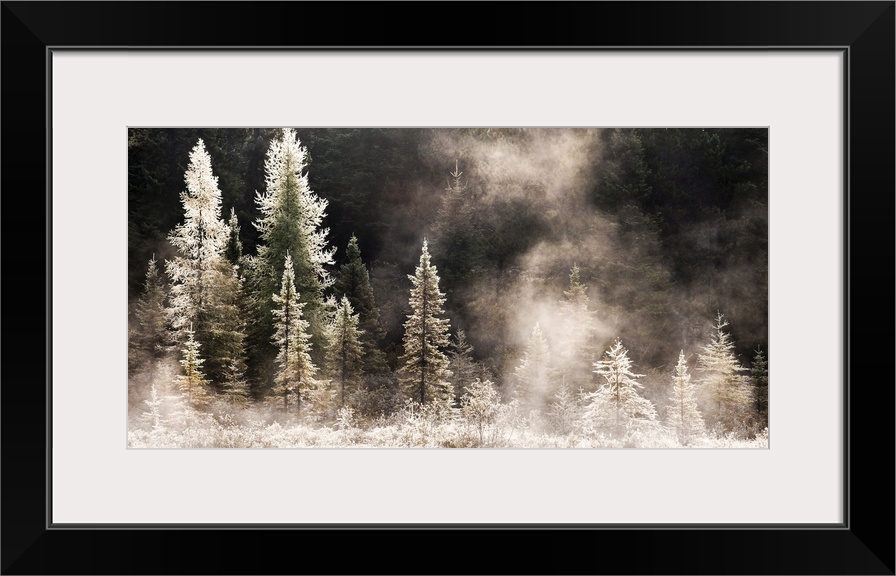 Horizontal, big photograph of a line of pine trees in various sizes, frost and ice covered and gleaming in the morning sun.