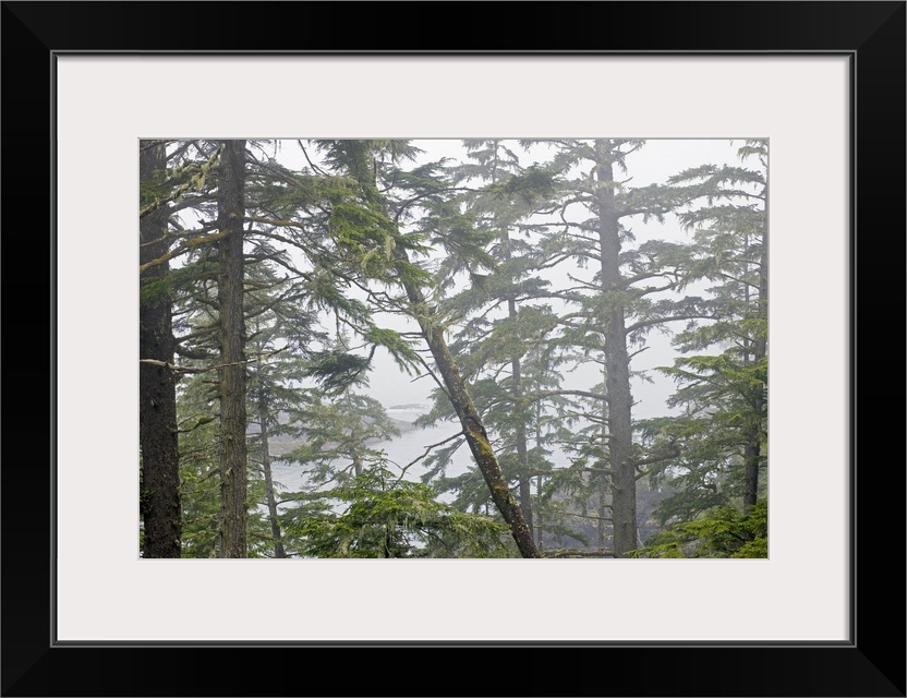 Tofino Tree Tops