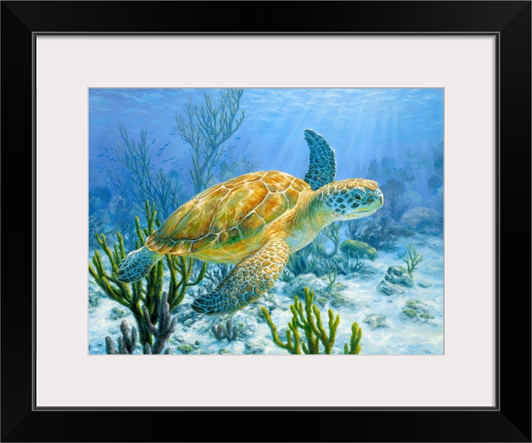 Ancient Mariner - Green Sea Turtle