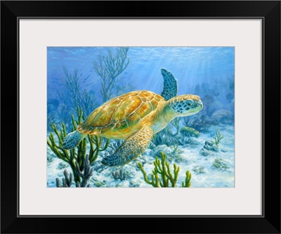 Ancient Mariner - Green Sea Turtle