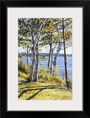 Birch Trees on the Bay