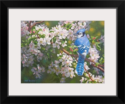 Orchard Light - Blue Jay In Apple Blossoms