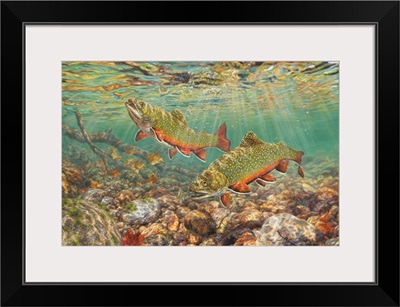 River Light - Brook Trout