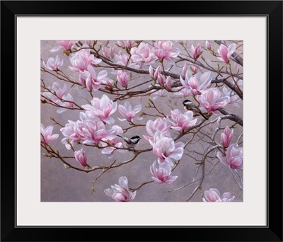Spring Blossoms - Chickadees And Magnolias