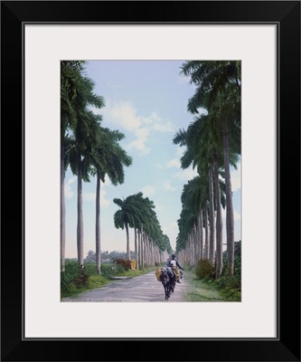 Avenue of Palms Havana