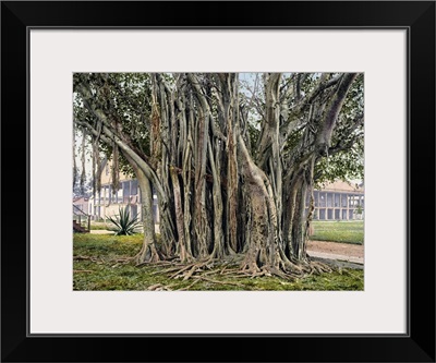 Rubber Tree in the U.S. Barracks Key West Florida Vintage Photograph