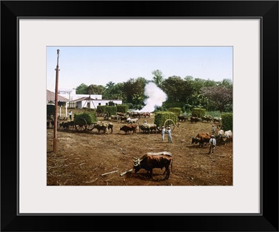 Weighing Sugar Cane Before Unloading at Mill Cuba