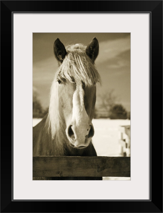 Sepia toned photograph of a horse behind a fence.