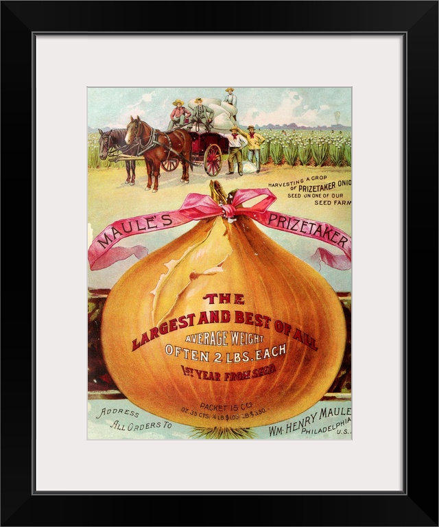 Vintage poster advertisement for 1893 Maule's Onion.