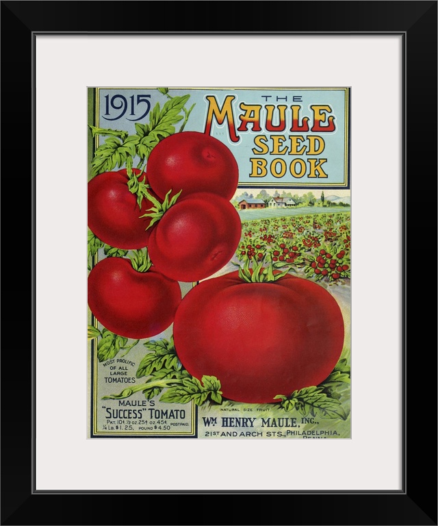 Vintage poster advertisement for 1915 Maule Tomato.