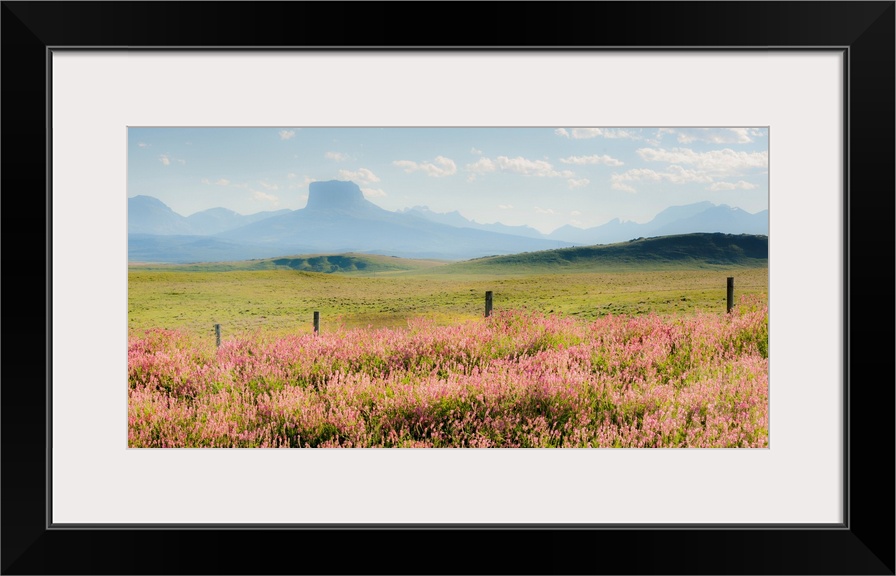 field of flowers with mountains, color photography