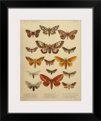 American Lepidoptera, Plate 3